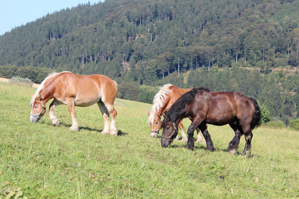 Ferienwohnung Emde Willingen  Bagian luar foto
